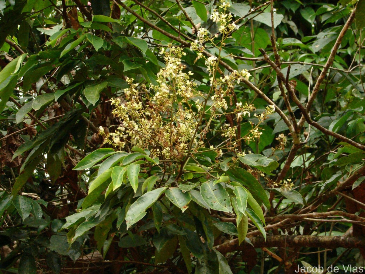 Archidendron bigeminum (L.) I.C.Nielsen